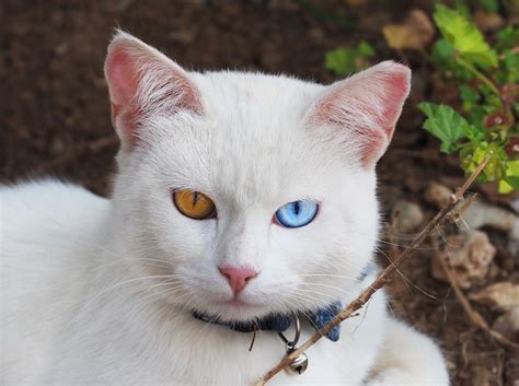 Khao Manee Cat Breed Profile .